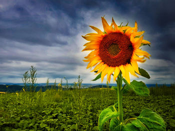 Sunflower against cloudy sky