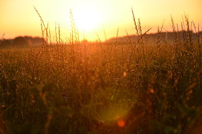 Close-up of fresh plants in field against sunset sky