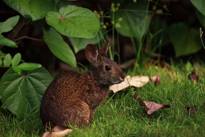 Marsh rabbit sylvilagus palustris with its short ears and large eyes in naples, florida