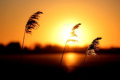 Plant silhouettes at sunset 