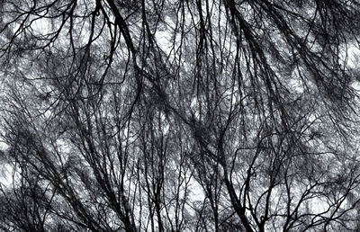 Low angle view of trees against sky