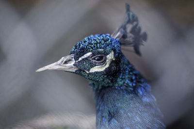 Close-up of a peacock