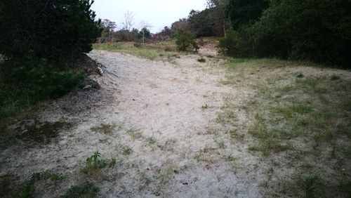 Road amidst trees on field