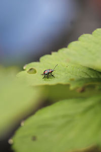 Close-up of insect on leaf