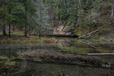 Plants growing by river in forest