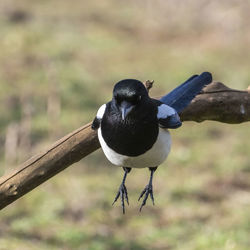 Close-up of bird perching on a wood