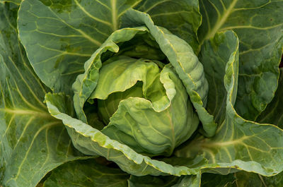 Full frame shot of fresh cabbage 