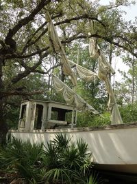 Low angle view of trees