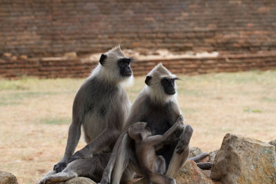 Monkey sitting on stone wall