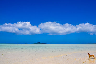 Scenic view of beach against blue sky