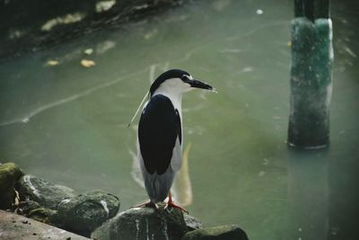 Close-up of bird perching on lake