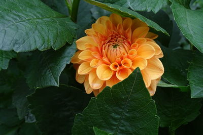 Close-up of yellow flowering plant