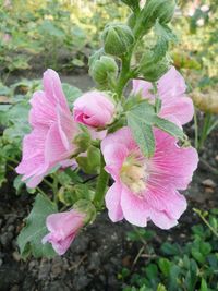 Close-up of pink flowers