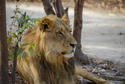 Close-up of lion