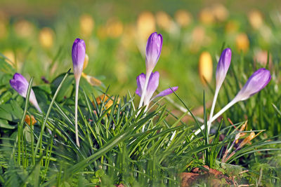 Close-up of purple crocus flowers on field