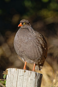 Close-up of bird perching on wooden post