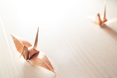 Close-up of bird on wooden table