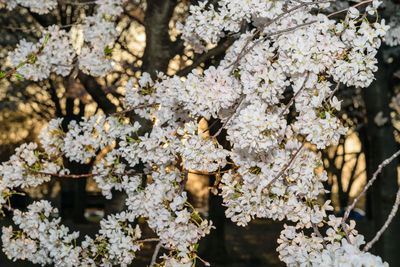 Close-up of cherry blossoms in spring