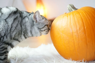 Close-up of cat by pumpkin