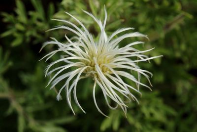 Close-up of white flowering plant