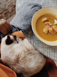 Close-up of person eating autumn soup with a cat on knees 