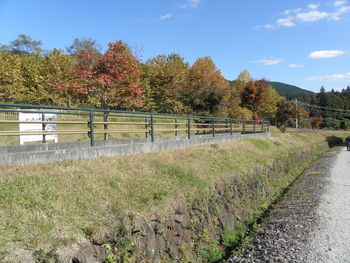 Trees growing on field against sky during autumn