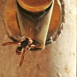 High angle view of insect on metal