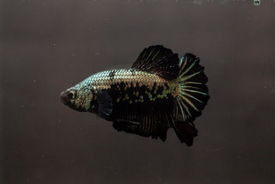 Close-up of fish swimming in sea