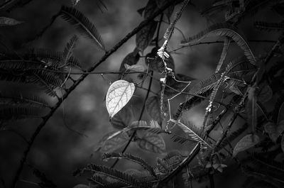 Close-up of dry leaves on tree