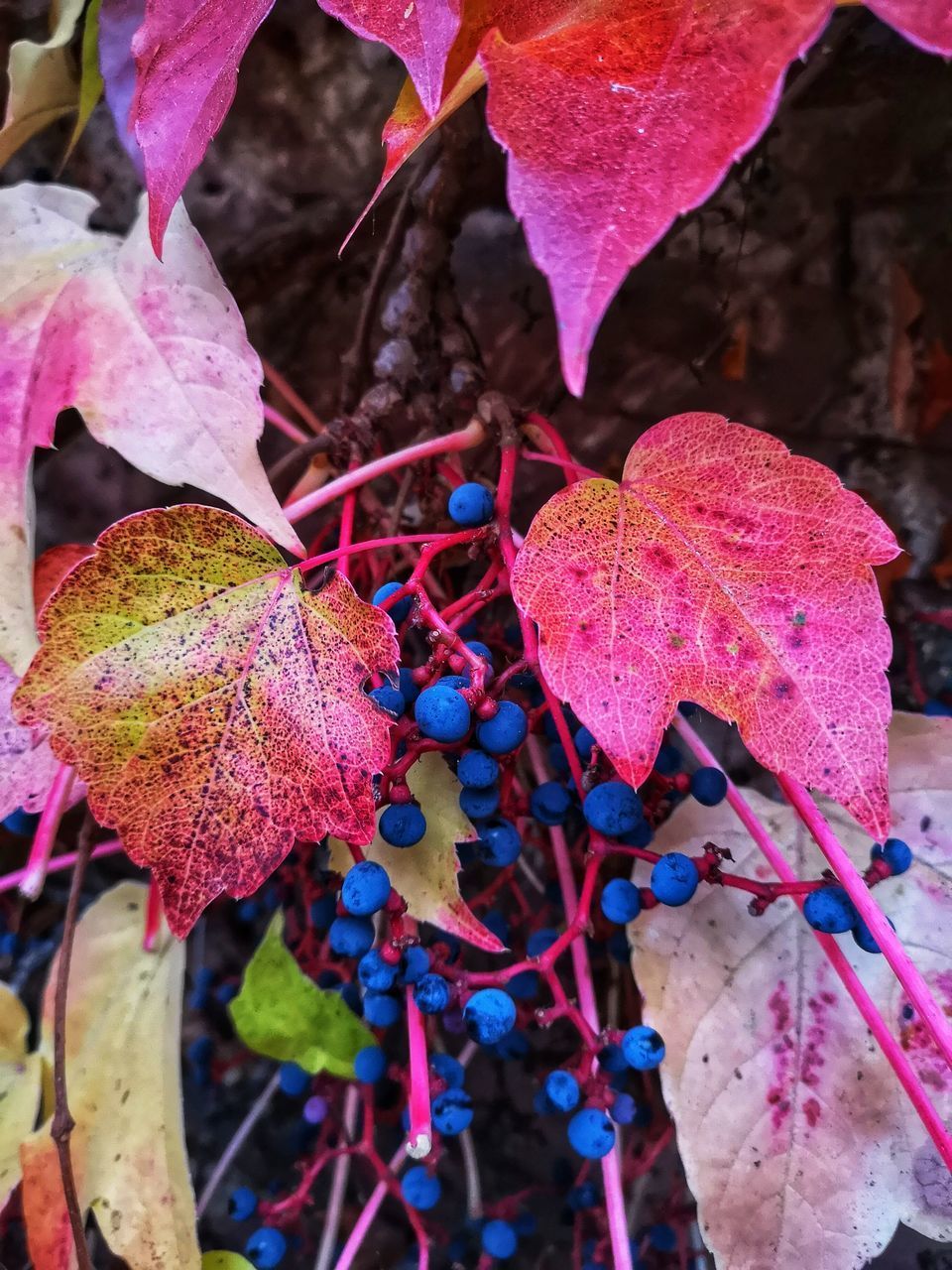 CLOSE-UP OF PINK LEAVES