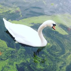 High angle view of swan swimming in lake