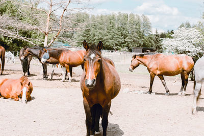 Horses standing in a field