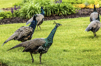 Peacocks on grassy field