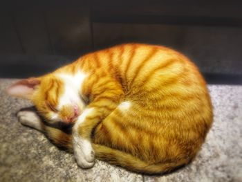 Close-up of cat sleeping