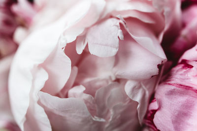 Close-up of pink rose