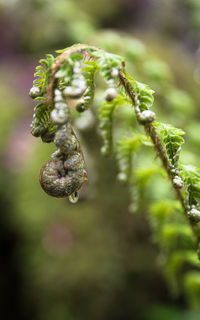 Close-up of fern