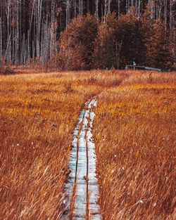 Trees growing in forest during autumn