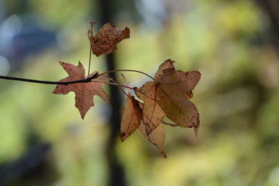 Close-up of dried leaves on plant