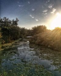 Scenic view of river amidst trees against sky