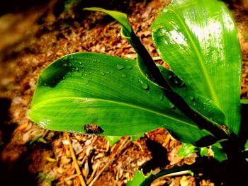 Close-up of green leaf on plant