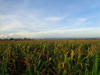 Scenic view of agricultural field against sky