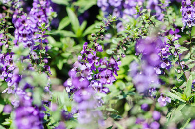 Close-up of purple flowering plants