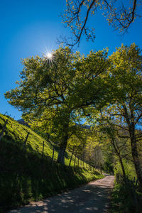 Walkway amidst trees against clear sky on sunny day