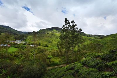 Tea plantation, cameron highlands, malaysia