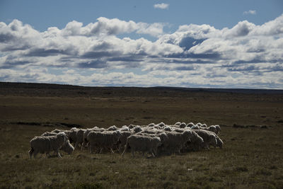 Sheep grazing on field against sky