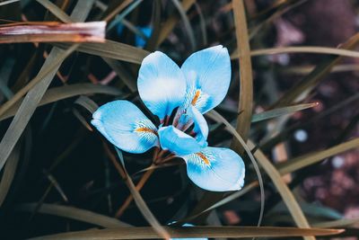 Close-up of blue flowering plant