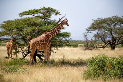 Giraffe in a field