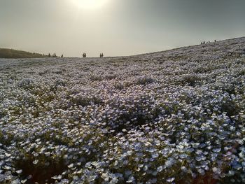 Scenic view of field against clear sky