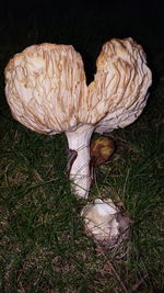 Close-up of mushroom growing in field