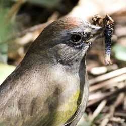 Close-up of an animal